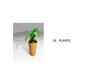 LA PLANTE 
 