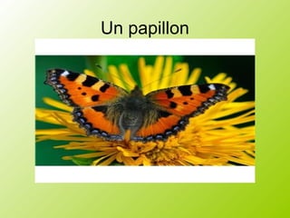 Un papillon