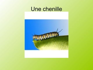 Une chenille