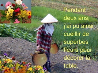 Pendant deux ans,  j’ai pu ainsi cueillir de superbes fleurs pour décorer la table. 