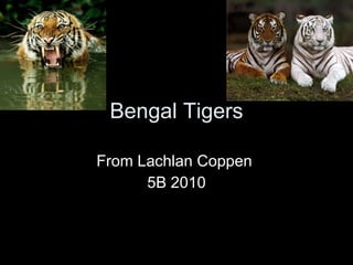 Bengal Tigers From Lachlan Coppen  5B 2010 