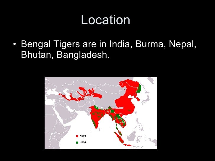 Lachlan c bengal tigers