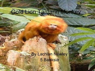 Gold Lion Tamarin Monkey By Lachlan Newley  5 Banksia  