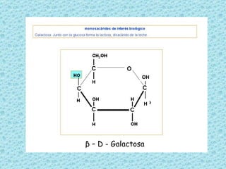 OH H β  – D - Galactosa 