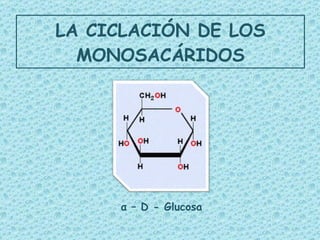 LA CICLACIÓN DE LOS MONOSACÁRIDOS α  – D - Glucosa 