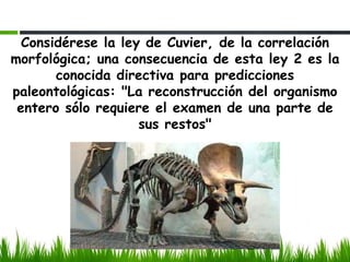 Considérese la ley de Cuvier, de la correlación
morfológica; una consecuencia de esta ley 2 es la
conocida directiva para predicciones
paleontológicas: "La reconstrucción del organismo
entero sólo requiere el examen de una parte de
sus restos"

 