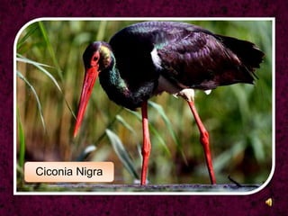 CiconiaNigra 