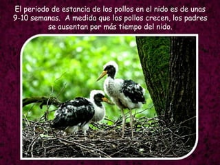 El periodo de estancia de los pollos en el nido es de unas  9-10 semanas.  A medida que los pollos crecen, los padres se ausentan por más tiempo del nido.
