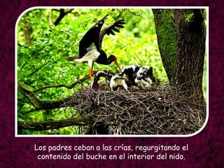 Los padres ceban a las crías, regurgitando el contenido del buche en el interior del nido.