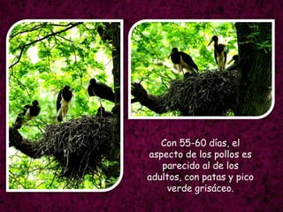 Con 55-60 días, el aspecto de los pollos es parecido al de los adultos, con patas y pico verde grisáceo.