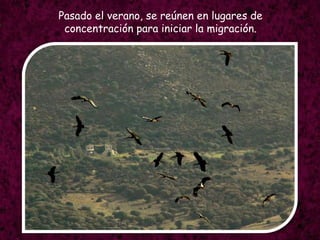 Pasado el verano, se reúnen en lugares de concentración para iniciar la migración.
