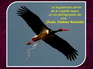 “…el majestuosoaleteode la cigüeñanegra,en los pentagramas del aire…”(JesúsJiménezReinaldo)