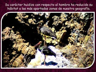 Su carácterhuidizo con respecto al hombre ha reducidosuhábitat a lasmásapartadaszonas de nuestra geografía.