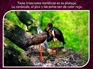 Tiene irisaciones metálicas en su plumaje.La carúncula, el pico y las patas son de color rojo.