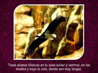 Tiene plumas blancas en la zona axilar y ventral, en los muslos y bajo la cola, donde son muy largas.