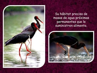 Su hábitat precisa de masas de agua próximas permanentes que le suministren alimento.