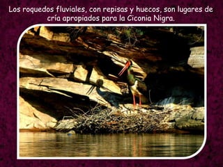 Los roquedos fluviales, con repisas y huecos, son lugares de cría apropiados para la CiconiaNigra.