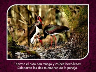 Tapizan el nido con musgo y raíces herbáceas.Colaboran los dos miembros de la pareja.