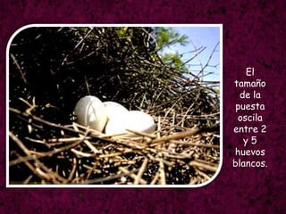 El tamaño de la puesta oscila entre 2 y 5 huevos blancos.