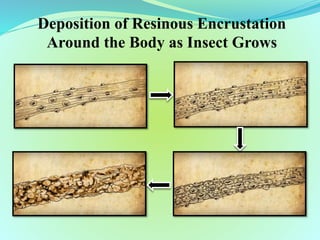 Lac insect, it's natural enemies and their management | PPTX
