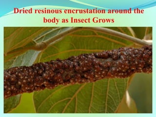 Lac insect, it's natural enemies and their management | PPTX