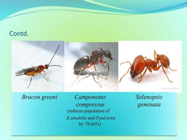 Lac insect, it's natural enemies and their management | PPTX ...