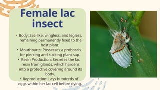 Lak Insect Lac Insect complete _20251002_220741_0000.pptx