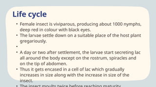Lac Insect complete _20251002_220741_0000.pptx
