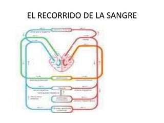 EL RECORRIDO DE LA SANGRE
 