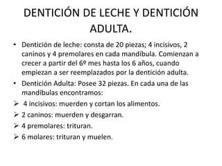DENTICIÓN DE LECHE Y DENTICIÓN
ADULTA.
• Dentición de leche: consta de 20 piezas; 4 incisivos, 2
caninos y 4 premolares en cada mandíbula. Comienzan a
crecer a partir del 6º mes hasta los 6 años, cuando
empiezan a ser reemplazados por la dentición adulta.
• Dentición Adulta: Posee 32 piezas. En cada una de las
mandíbulas encontramos:
 4 incisivos: muerden y cortan los alimentos.
 2 caninos: muerden y desgarran.
 4 premolares: trituran.
 6 molares: trituran y muelen.
 