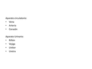 Aparato circulatorio:
• Vena
• Arteria
• Corazón
Aparato Urinario:
• Riñón
• Vejiga
• Uréter
• Uretra
 