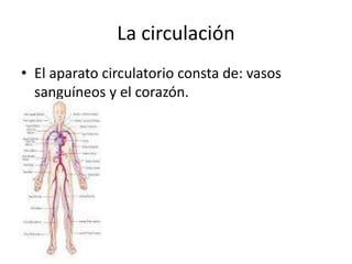 La circulación
• El aparato circulatorio consta de: vasos
sanguíneos y el corazón.
 