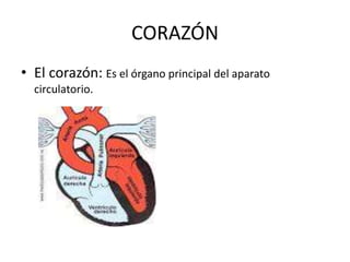 CORAZÓN
• El corazón: Es el órgano principal del aparato
circulatorio.
 