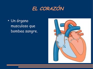 EL CORAZÓN
●
Un órgano
musculoso que
bombea sangre.
 