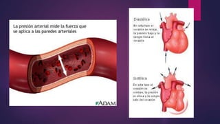 La Circulación Arterial y Venosa