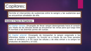 Capilares: 
Permite el intercambio de sustancias entre la sangre y las sustancias que 
se encuentran alrededor de ella. 
Existen 2 tipos de Capilares: 
A) Capilar venoso: Encargado de llevar sangre desoxigenada hacia el corazón 
por medio de las Vénulas donde se encuentran las venas para que luego éste 
lo bombee a las distintas partes del cuerpo. 
B) Capilar arterial: Encargado de transportar la sangre oxigenada a los 
diferentes tejidos y órganos. Su función es a través de sus finas paredes 
salen el alimento y el O2 hacia las células y de ellas entran a la sangre los 
productos de desecho y el CO2. 
 
