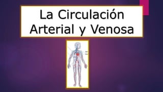 La Circulación 
Arterial y Venosa 
 