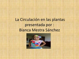La Circulación en las plantas
presentada por :
Bianca Mestra Sánchez
 