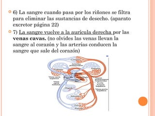  6) La sangre cuando pasa por los riñones se filtra
  para eliminar las sustancias de desecho. (aparato
  excretor página...