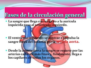  La sangre que llega con oxígeno a la aurícula

izquierda pasa al ventrículo izquierdo.

 El ventrículo izquierdo se contrae e impulsa la

sangre fuera del corazón por la arteria aorta.
 Desde la arteria aorta la sangre se reparte por las

arterias cada vez más finas y, finalmente, llega a
los capilares de todos los órganos.

 