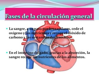  La sangre, a su paso por los capilares, cede el

oxígeno y los nutrientes y recoge el dióxido de
carbono y las sustancias de desecho.

 En el intestino delgado, gracias a la absorción, la

sangre recoge los nutrientes de los alimentos.

 