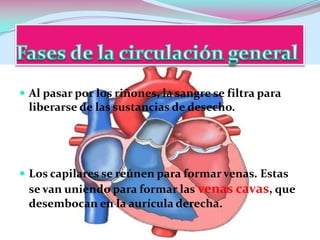  Al pasar por los riñones, la sangre se filtra para

liberarse de las sustancias de desecho.

 Los capilares se reúnen para formar venas. Estas

se van uniendo para formar las venas cavas, que
desembocan en la aurícula derecha.

 