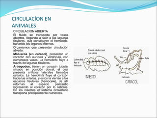 CIRCULACÍON EN 
ANIMALES 
CIRCULACION ABIERTA 
El fluido se transporta por vasos 
abiertos, llegando a salir a las lagunas 
tisulares, que constituyen el hemocele, 
bañando los órganos internos. 
Organismos que presentan circulación 
abierta: 
Moluscos (en caracol), presentan un 
corazón con aurícula y ventrículo, con 
numerosos vasos. La hemolinfa fluye a 
través de lagunas tisulares. 
Artrópodos, tienen un corazón tubular 
situado en posición dorsal, el cual 
presenta orificios laterales llamados 
ostiolos. La hemolinfa fluye el corazón 
hacia las arterias, y estos la vierten a los 
espacios tisulares (hemocele), de allí 
retornan al espacio pericardio 
ingresando al corazón por lo ostiolos. 
En los insectos el sistema circulatorio 
transporta principalmente nutrientes. 
 