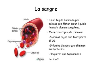 La sangre
●
Es un tejido formado por
células que flotan en un liquido
llamado plasma sanguíneo.
●
Tiene tres tipos de células:
-Glóbulos rojos que transporta
el O2
-Glóbulos blancos que eliminan
las bacterias
-Plaquetas que taponan las
heridas
 