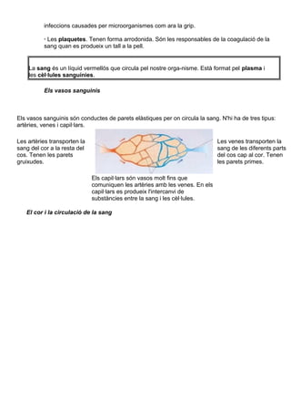 infeccions causades per microorganismes com ara la grip.
· Les plaquetes. Tenen forma arrodonida. Són les responsables de la coagulació de la
sang quan es produeix un tall a la pell.
La sang és un líquid vermellós que circula pel nostre orga-nisme. Està format pel plasma i
les cèl·lules sanguínies.
Els vasos sanguinis
Els vasos sanguinis són conductes de parets elàstiques per on circula la sang. N'hi ha de tres tipus:
artèries, venes i capil·lars.
Les artèries transporten la
sang del cor a la resta del
cos. Tenen les parets
gruixudes.
Les venes transporten la
sang de les diferents parts
del cos cap al cor. Tenen
les parets primes.
Els capil·lars són vasos molt fins que
comuniquen les artèries amb les venes. En els
capil·lars es produeix l'intercanvi de
substàncies entre la sang i les cèl·lules.
El cor i la circulació de la sang
 