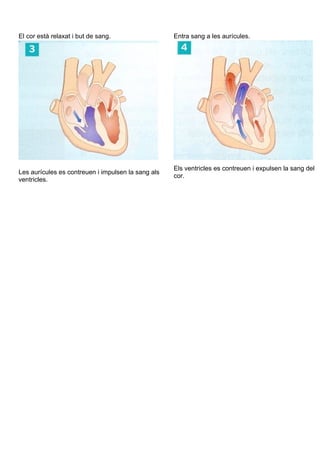 El cor està relaxat i but de sang. Entra sang a les aurícules.
Les aurícules es contreuen i impulsen la sang als
ventricles.
Els ventricles es contreuen i expulsen la sang del
cor.
 