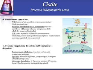The cystitis | PPTX