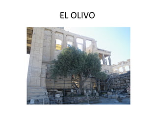 EL OLIVO
 