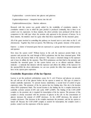 ß-galactosidase - converts lactose into glucose and galactose
ß-galactosidepermease - transports lactose into the cell
ß-galactosidetransacetylase - function unknown
Research with this system was greatly added by the availability of constitutive mutants. A
constitutive mutant is one in which the gene product is produced continually, that is there is no
control over its expression. In these mutants, the above proteins were produced all the time in
comparison to the wild type where the proteins only appeared in the presence of lactose. So in
these mutants, the mutation must be a gene other than those responsible for the structural genes.
All of the genes involved in controlling this pathway are located next to each other on the E. coli
chromosome. Together they form an operon. The following is the genetic structure of the operon.
Operon - a cluster of structural genes that are expressed as a group and their associated promoter
and operator
How does the system work? Without lactose in the cell, the repressor protein binds to the
operator and prevents the read through of RNA polymerase into the three structural genes. With
lactose in the cell, lactose binds to the repressor. This causes a structural change in the repressor
and it loses its affinity for the operator. Thus RNA polymerase can then bind to the promoter and
transcribe the structural genes. In this system lactose acts as an effector molecule. Effector
molecule - a molecule that interacts with the repressor and affects the affinity of the repressor for
the operatorWith the above information, we can now predict the effect that various mutants will
have on lac operon gene expression.
Catabolite Repression of the lac Operon
Lactose is not the preferred carbohydrate source for E. coli. If lactose and glucose are present,
the cell will use all of the glucose before the lac operon is turned on. This type of control is
termed catabolite repression. To prevent lactose metabolism, a second level of control of gene
expression exists. The promoter of the lac operon has two binding sites. One site is the location
where RNA polymerase binds. The second location is the binding site for a complex between the
catabolite activator protein (CAP) and cyclic AMP (cAMP). The binding of the CAP-cAMP
complex to the promoter site is required for transcription of the lac operon. The presence of this
complex is closely associated with the presence of glucose in the cell. As the concentration of
glucose increases the amount of cAMP decreases. As the cAMP decreases, the amount of
complex decreases. This decrease in the complex inactivates the promoter, and the lac operon is
turned off. Because the CAP-cAMP complex is needed for transcription, the complex exerts a
positive control over the expression of the lac operon.
 