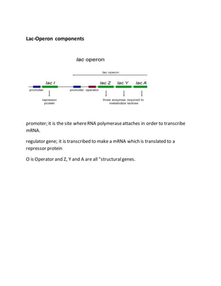 Lac-Operon components
promoter; it is the site whereRNA polymeraseattaches in order to transcribe
mRNA.
regulator gene; it is transcribed to make a mRNA which is translated to a
repressor protein
O is Operator and Z, Y and A are all "structuralgenes.
 